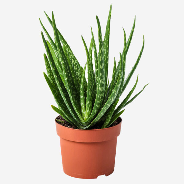 Plant Pots for Indoor Plant - Image 6