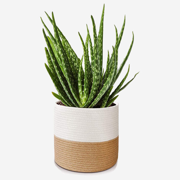 Plant Basket Modern Indoor - Image 5
